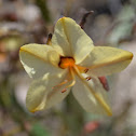 Butterfly Lily