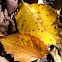 American Elm