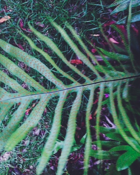 Laua&rsquo;e or Maile-Scented Fern | Project Noah
