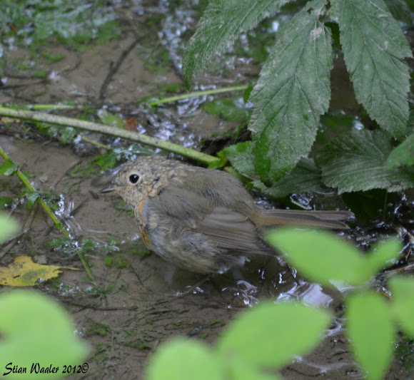 Spotting Image 1