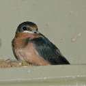 Barn swallow (juvenile)
