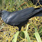Fish Crow