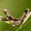 Caterpillar (attacked by Cordyceps fungi)