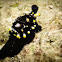 Egg Cowrie
