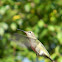 Anna's Hummingbird