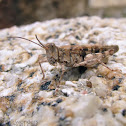 Unidentified Grasshopper