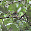 Ashy Tailorbird