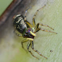 Jumping Spider