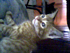 Regali Gatitos Nacidos El 211207