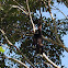 Black Gibbon