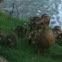 Mallard hen