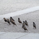 European Starling