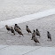 European Starling