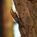 Eurasian Treecreeper - Šoupálek dlouhoprstý