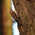 Eurasian Treecreeper - Šoupálek dlouhoprstý