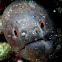 Yellow Margin moray eel