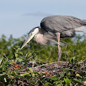 Great Blue Heron