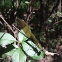Banded Demoiselle