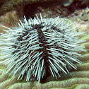 Sea Egg