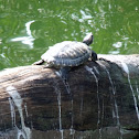 Red-eared slider