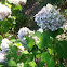 Hydrangea