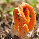 Gulf Coast Stinkhorn