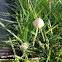 Fungi