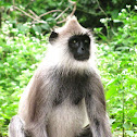 Gray langur
