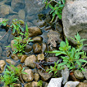 Northern Leopard Frog