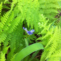 Blue flag iris