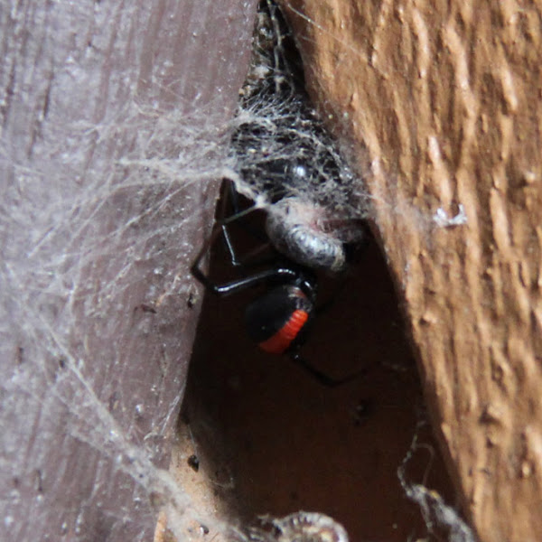 Redback Spider Project Noah