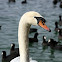Mute Swan