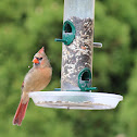 Northern Cardinal