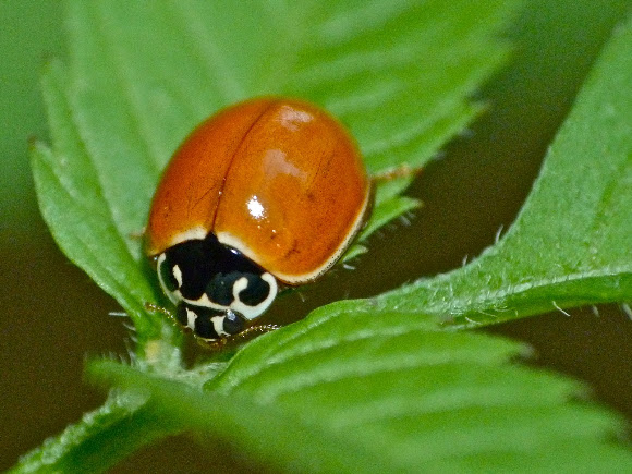 Spotting Image 1