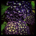 Blaue Hortensie