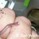 Plain Blind Snake