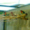 Parrot