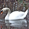 Mute swan