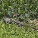 Argentine Black and White Tegu