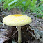 yellow fly agaric