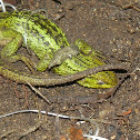 Lagarto lloron