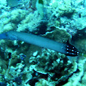 Trumpetfish
