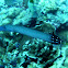 Trumpetfish