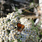 Small Copper