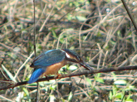 Spotting Image 1