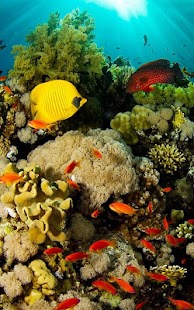 How to mod Aquarium Live Wallpaper patch 2.0 apk for bluestacks