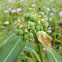 Spurge