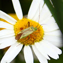 Potato Bug - Klopuška dvoutečná