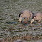Bar-headed Goose