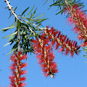 Bottle Brush